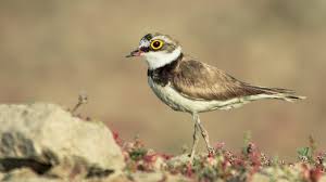 Attēlu rezultāti vaicājumam “Charadrius dubius”