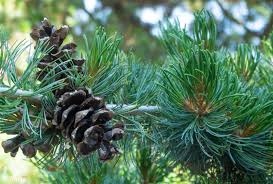 Attēlu rezultāti vaicājumam “Pinus”