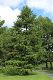 Attēlu rezultāti vaicājumam “Larix decidua”