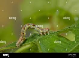 Attēlu rezultāti vaicājumam “Erannis defoliaria larva”