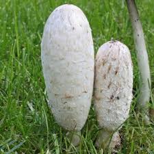 Attēlu rezultāti vaicājumam “Coprinus comatus”