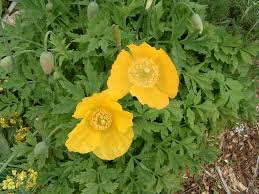 Image result for Scheinmohn