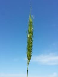 Attēlu rezultāti vaicājumam “Hordelymus europaeus”