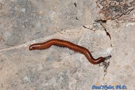 Attēlu rezultāti vaicājumam “Diplopoda”