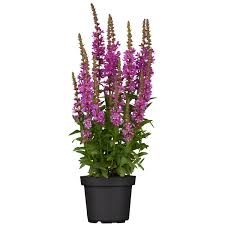 Image result for Blutweiderich