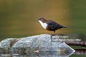 Attēlu rezultāti vaicājumam “Cinclus cinclus”