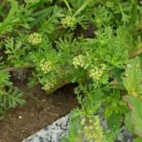 Attēlu rezultāti vaicājumam “Enteridium liceoides”