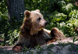 Image result for brown bear
