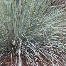 Attēlu rezultāti vaicājumam “Helictotrichon pratense leaf”