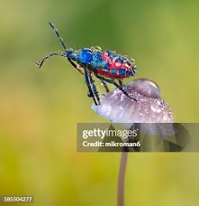 Attēlu rezultāti vaicājumam “Troilus luridus”