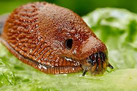 Attēlu rezultāti vaicājumam “Arion lusitanicus”