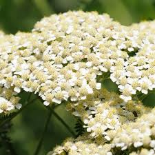 Attēlu rezultāti vaicājumam “Achillea millefolium”