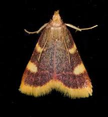 Attēlu rezultāti vaicājumam “Hypsopygia costalis”