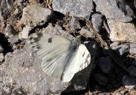 Attēlu rezultāti vaicājumam “Pontia edusa underside”