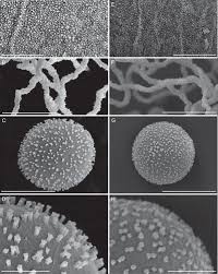 Attēlu rezultāti vaicājumam “Hemitrichia lutescens sessile”