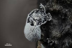 Attēlu rezultāti vaicājumam “Physarum bryocorticola”