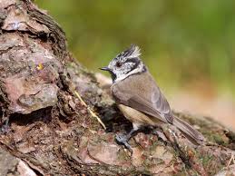 Attēlu rezultāti vaicājumam “Lophophanes cristatus adult”