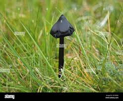 Attēlu rezultāti vaicājumam “Hygrocybe pseudoconica”