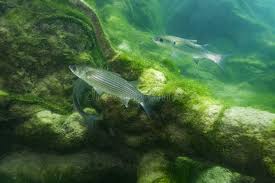 Image result for Liza ramada