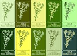 Attēlu rezultāti vaicājumam “Achillea salicifolia leaf”