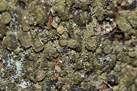 Attēlu rezultāti vaicājumam “Melanohalea exasperata”