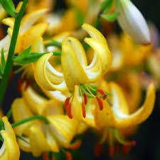Image result for Lilium martagon `Manitoba Fox`