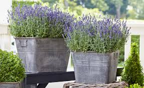 Image result for Lavendel
