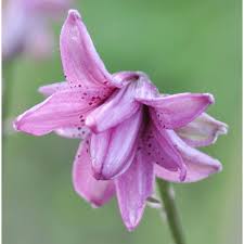 Attēlu rezultāti vaicājumam “Lilium martagon”