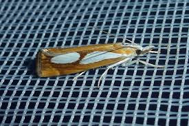 Attēlu rezultāti vaicājumam “Catoptria fulgidella”