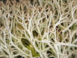 Attēlu rezultāti vaicājumam “Cladonia”