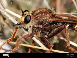 Attēlu rezultāti vaicājumam “Asilus crabroniformis”