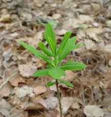 Attēlu rezultāti vaicājumam “Daphne mezereum”