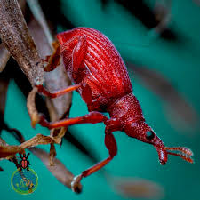 Attēlu rezultāti vaicājumam “Apion sp.”