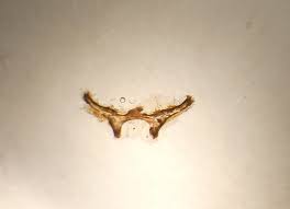 Attēlu rezultāti vaicājumam “Macrosteles sp. imago”