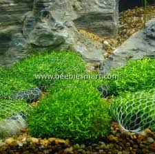 Attēlu rezultāti vaicājumam “Riccia fluitans”