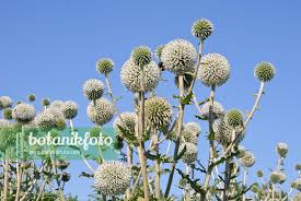 Image result for Echinops spaerocephalus