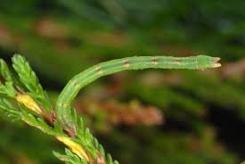 Attēlu rezultāti vaicājumam “Jodis putata”