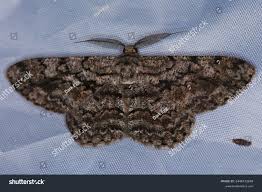 Attēlu rezultāti vaicājumam “Hypomecis roboraria”