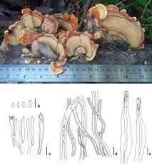 Attēlu rezultāti vaicājumam “Stereum hirsutum”