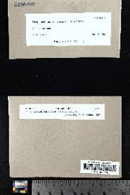 Attēlu rezultāti vaicājumam “Hamatocaulis lapponicus”