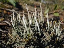 Attēlu rezultāti vaicājumam “Cladonia ochrochlora”