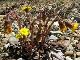Attēlu rezultāti vaicājumam “Tussilago farfara flower”