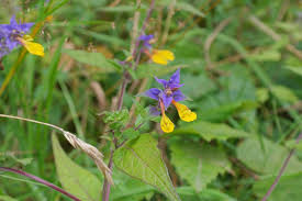 Attēlu rezultāti vaicājumam “Melampyrum nemorosum flower”