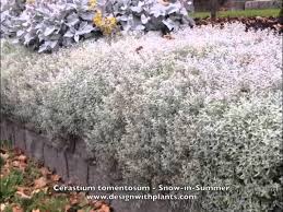 Image result for cerastium tomentosum
