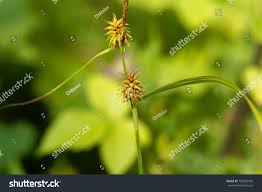 Attēlu rezultāti vaicājumam “Carex lepidocarpa leaf”