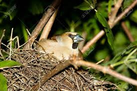 Attēlu rezultāti vaicājumam “Coccothraustes coccothraustes”