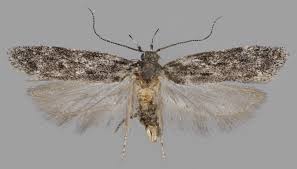 Attēlu rezultāti vaicājumam “Gelechia scotinella”