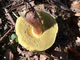 Attēlu rezultāti vaicājumam “Xerocomus chrysenteron”