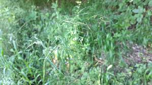Attēlu rezultāti vaicājumam “Festuca gigantea”