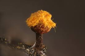 Attēlu rezultāti vaicājumam “Trichia erecta spores”